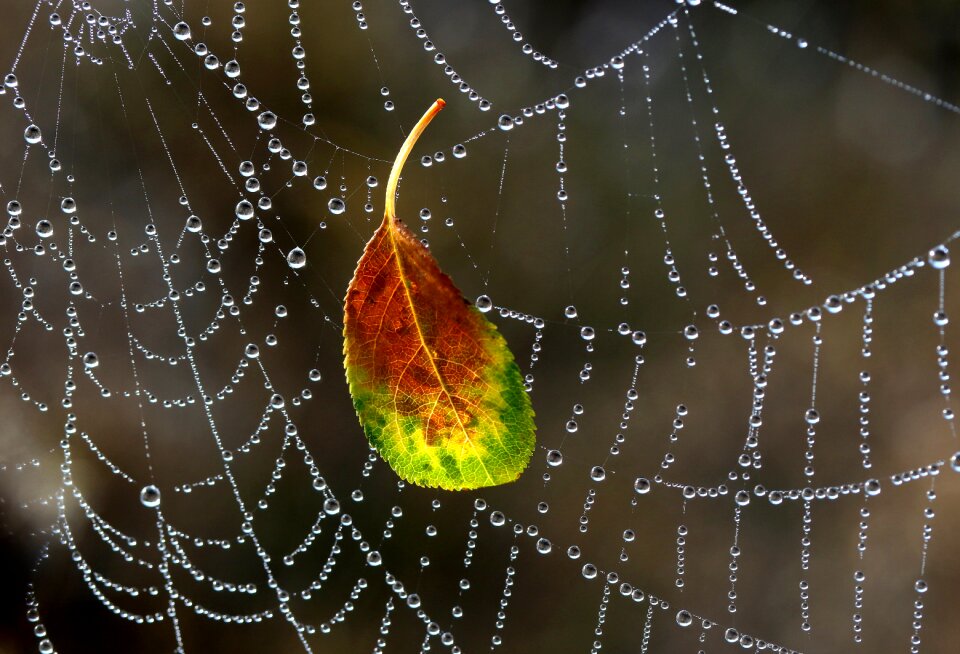 Morning autumn water