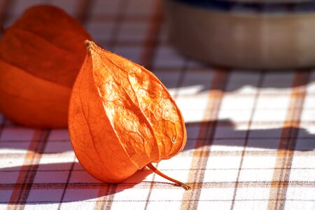 Close up decoration ornamental plant photo