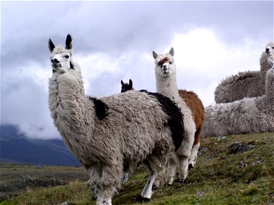 Lama Animal