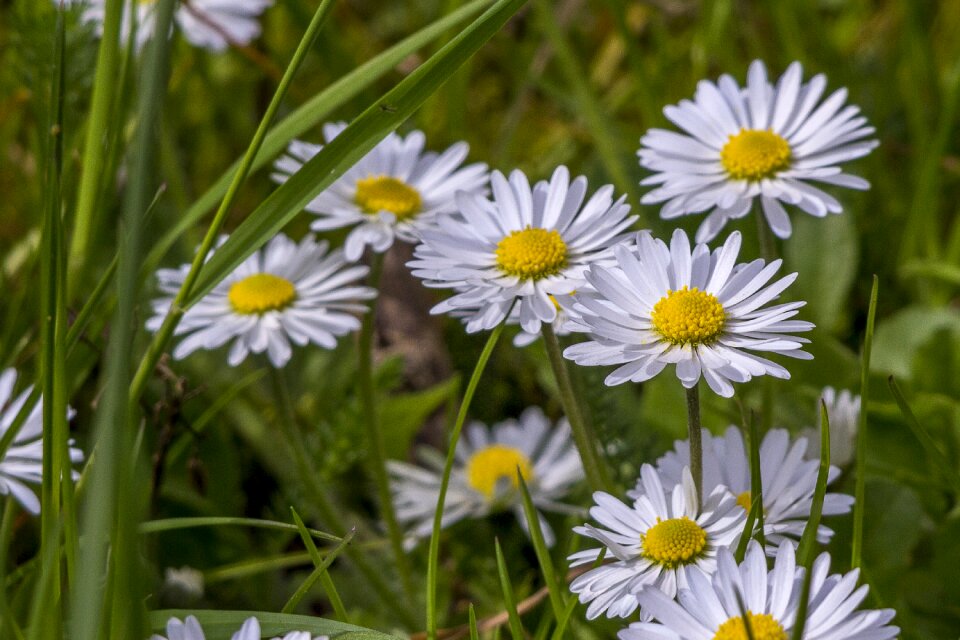 Nature flower spring