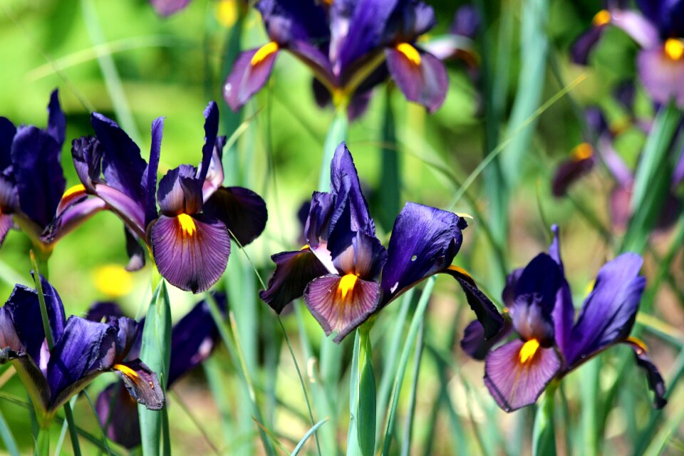 Handsomely garden beautiful flowers