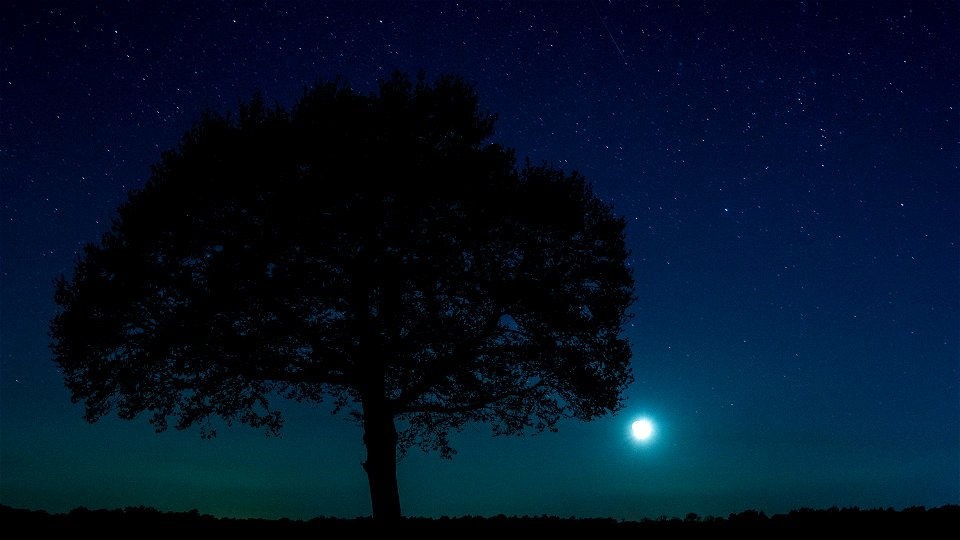 Night Tree Moon photo