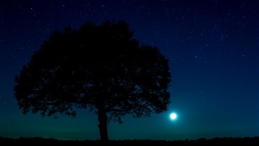 Night Tree Moon