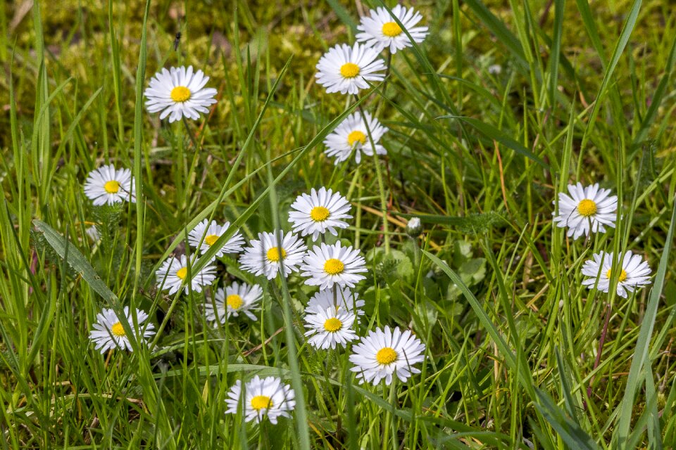 Nature flower spring