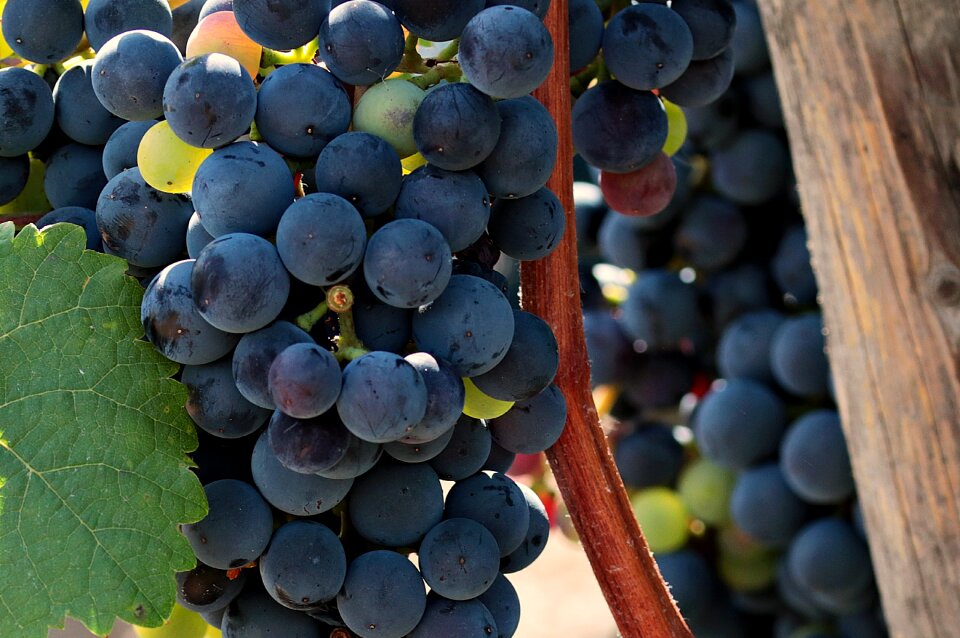 Vine fruit winegrowing