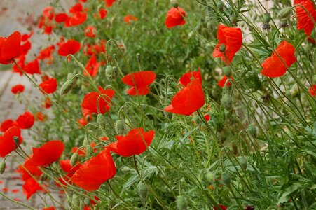 Poppies wild flowers bloom