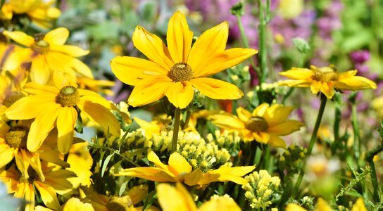 Yellow bloom summer photo