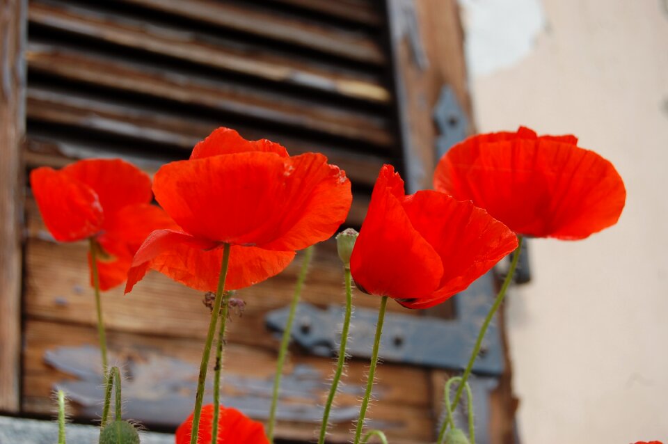 Poppies wild flowers bloom