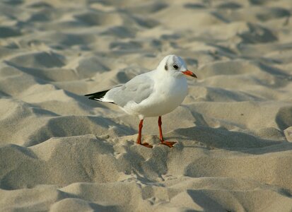 Winter bird sea