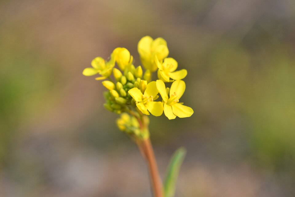 Rape flowers spring or they rapeseed sprouts