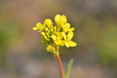 Rape flowers spring or they rapeseed sprouts