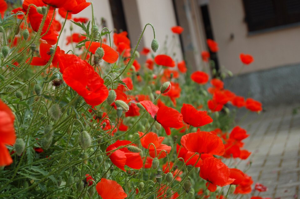 Poppies wild flowers bloom