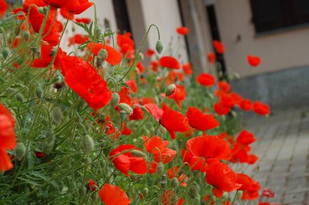 Poppies wild flowers bloom