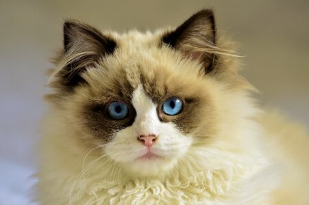 White young blue eyes