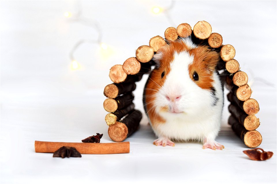 Guinea Pig Animal photo