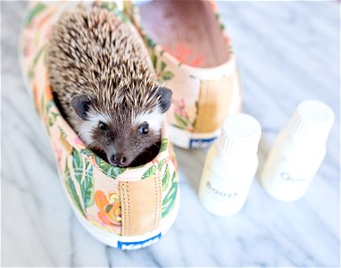 Hedgehog Animal