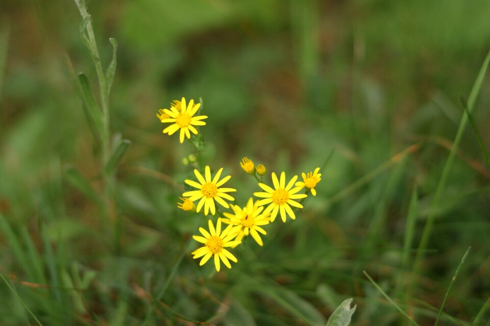 Yellow plant flowers