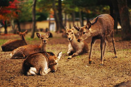 Deers Animal photo