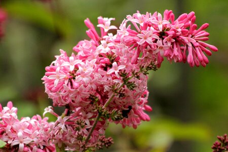 Branch pink green