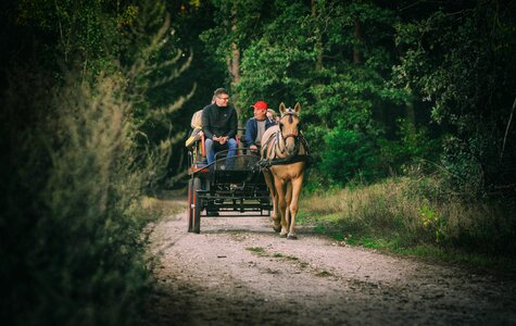 Cart chaise transport