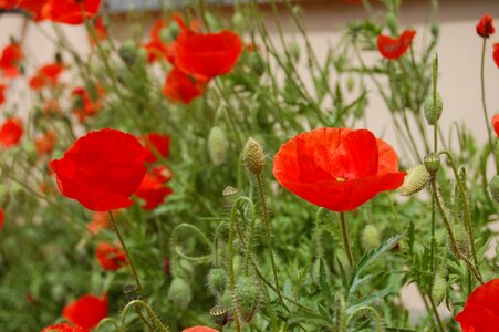 Poppies wild flowers bloom