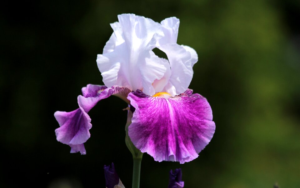 Nature garden bloom