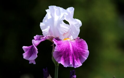 Nature garden bloom