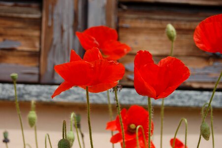 Poppies wild flowers bloom