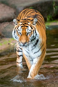 Tiger Animal photo