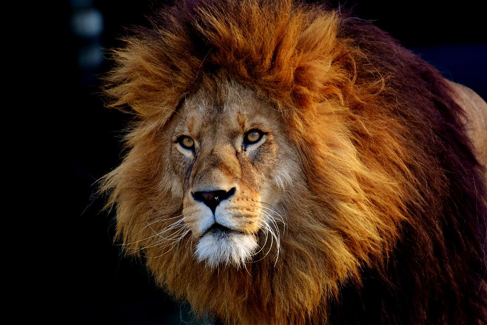 Male Lion Animal photo