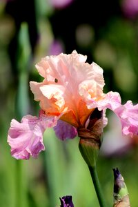 Pink flower spring flowers beautiful photo