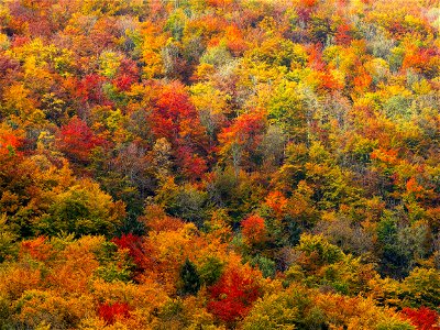 Autumn Forest Trees photo