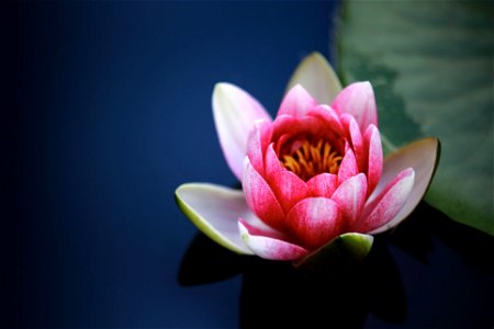 Water Liliy Flower
