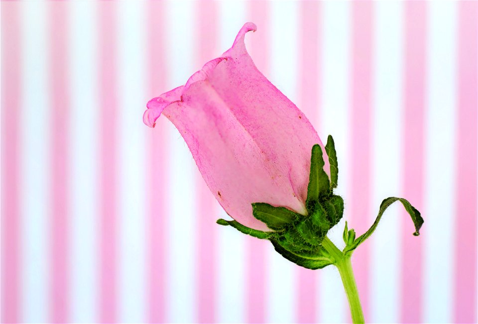 Pink Flower Stripe