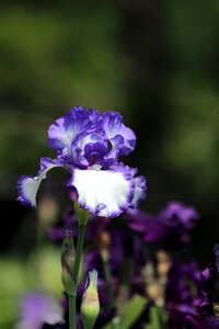 Blue flower bearded iris handsomely photo
