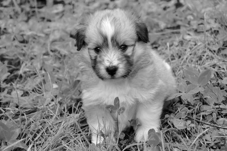 Photo black white pup dogs puppy