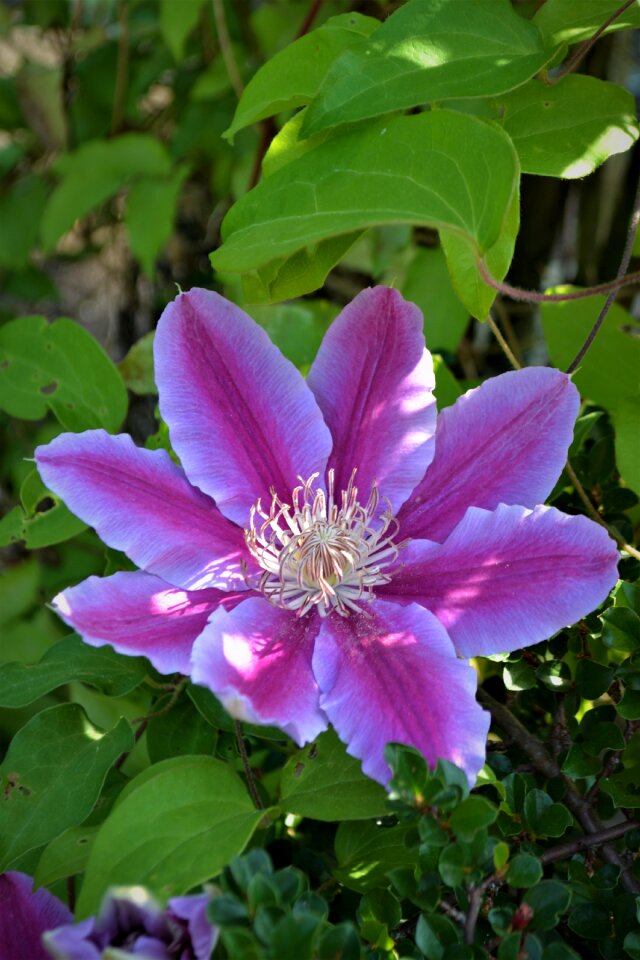 Purple nature plant