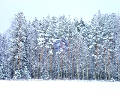 Forest Tree Snow photo