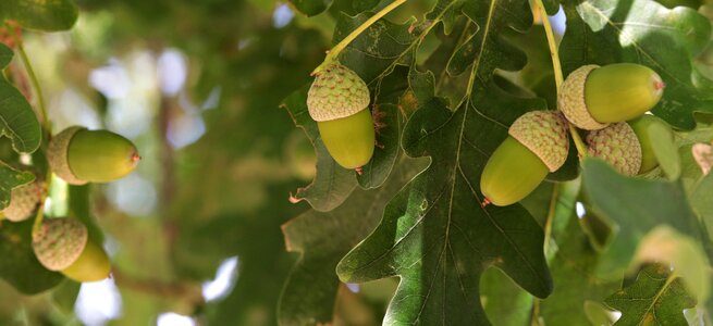 Fruit nature forest