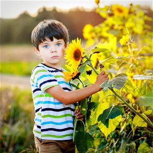 Child Boy Sunflower