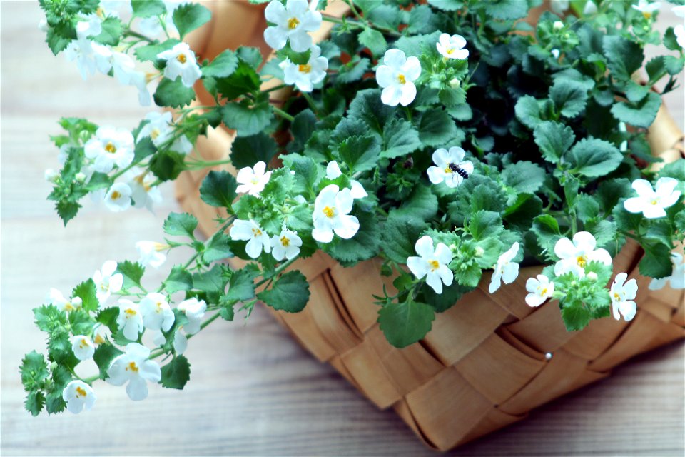 Sutera Flower