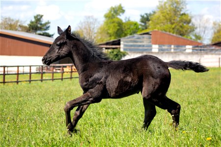 Horse Animal