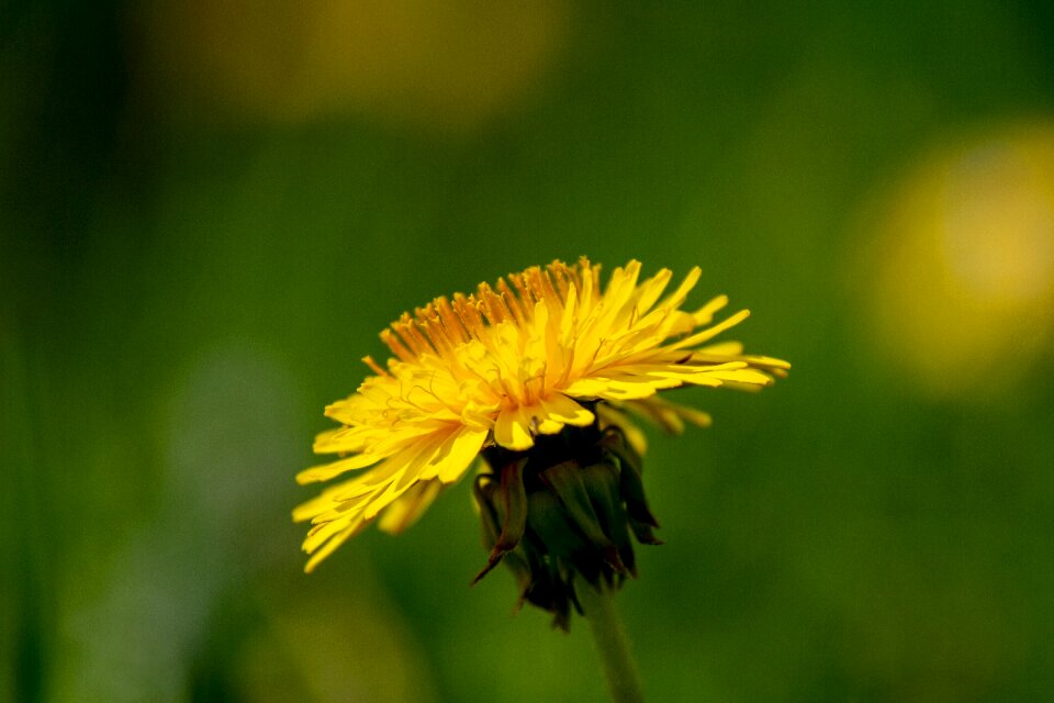 Yellow nature plant