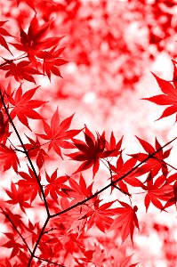 Maple Autumn Leaves