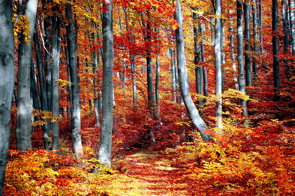 Trees Autumn Leaves Forest