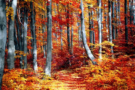 Trees Autumn Leaves Forest