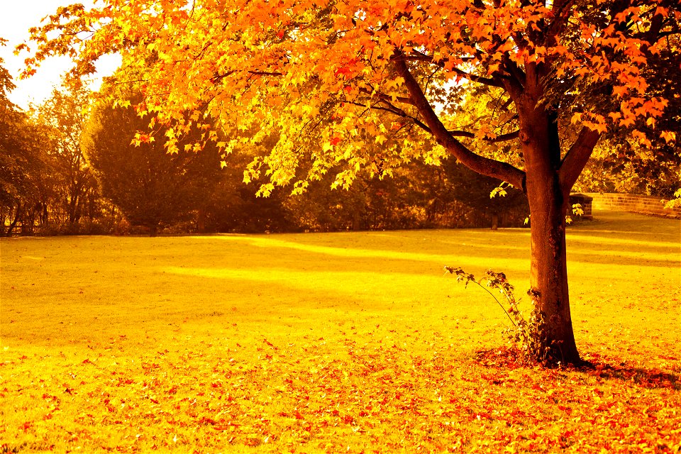 Tree Autumn Leaves