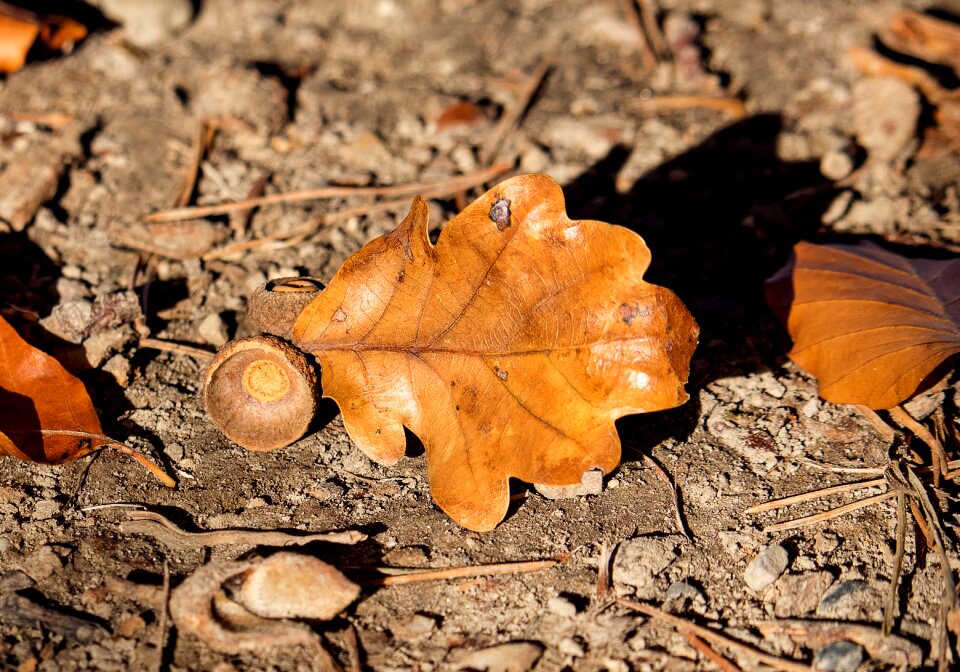 Autumn fall color emerge