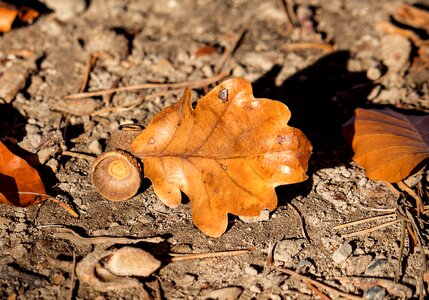 Autumn fall color emerge