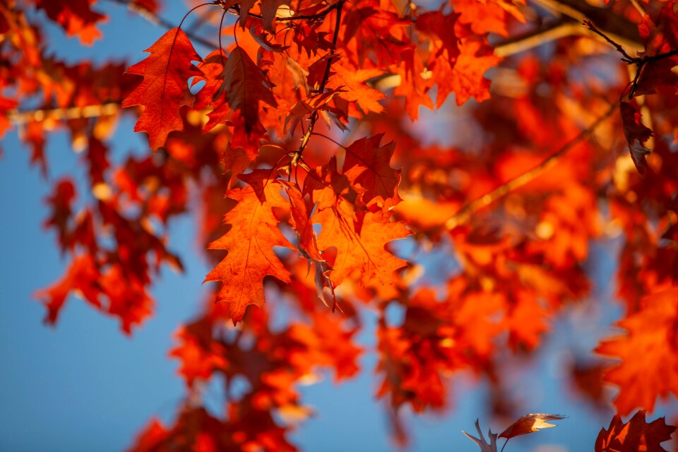 Leaf forest fall foliage